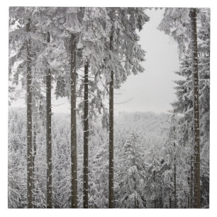 Immergrüner Wald im Winter Fliese