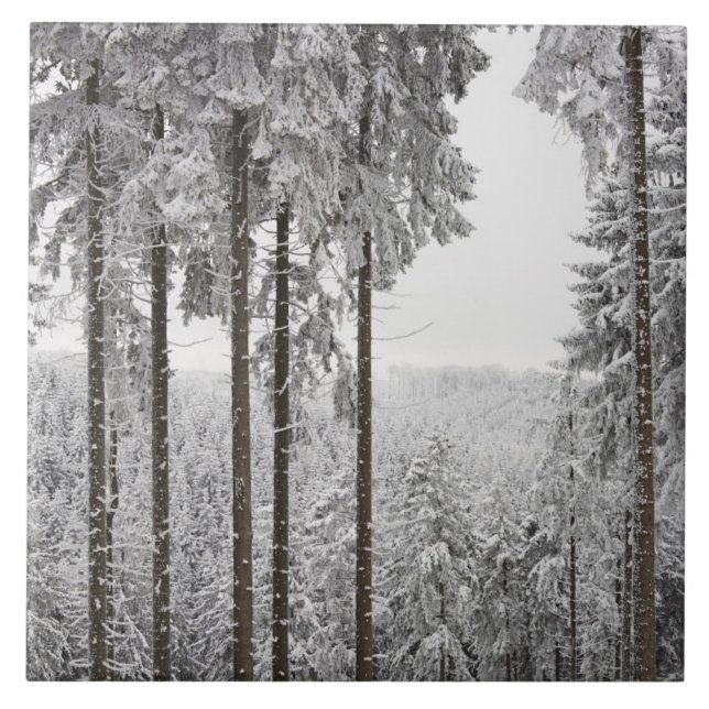 Immergrüner Wald im Winter Fliese (Vorderseite)