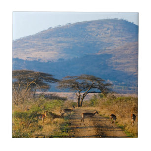 Impala (Aepyceros Melampus), Hluhluwe-Umfolozi Fliese
