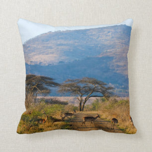 Impala (Aepyceros Melampus), Hluhluwe-Umfolozi Kissen