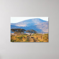 Impala (Aepyceros Melampus), Hluhluwe-Umfolozi