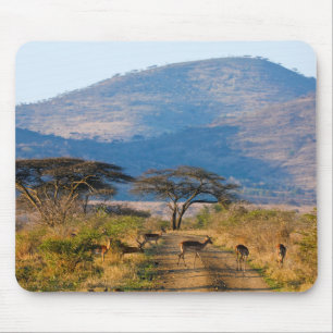 Impala (Aepyceros Melampus), Hluhluwe-Umfolozi Mousepad