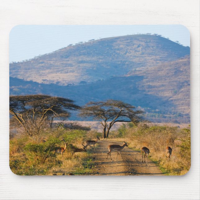 Impala (Aepyceros Melampus), Hluhluwe-Umfolozi Mousepad (Vorne)