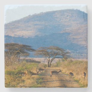 Impala (Aepyceros Melampus), Hluhluwe-Umfolozi Steinuntersetzer