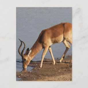 Impala Antilope trinkt im Waterhole Foto Feiertagspostkarte