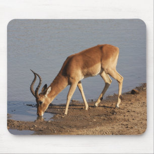 Impala Antilope trinkt im Waterhole Foto Mousepad