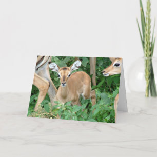 Impala Fawn Card Feiertagskarte