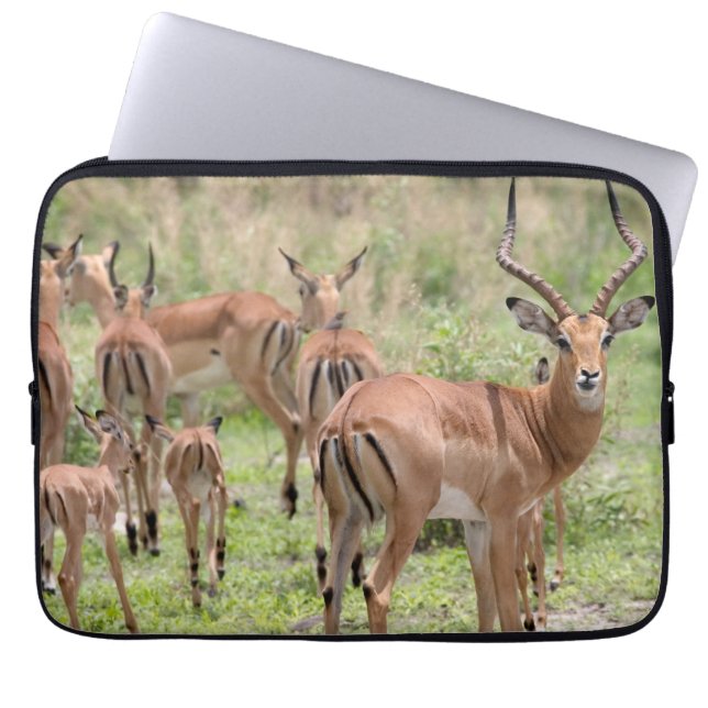 Impala im Okavango-Delta Laptopschutzhülle (Vorderseite)