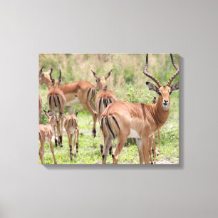 Impala im Okavango-Delta Leinwanddruck