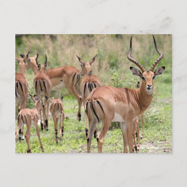 Impala im Okavango-Delta Postkarte (Vorderseite)