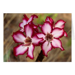 Impala-Lilie (Adenium Multiflorum), Kruger