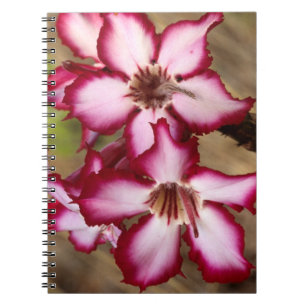Impala-Lilie (Adenium Multiflorum), Kruger Notizblock