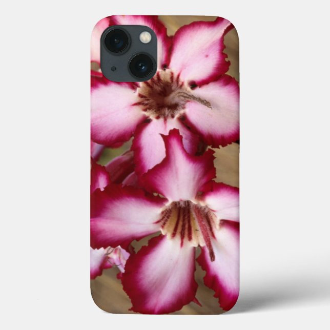 Impala Lily (Adenium Multiflorum), Krüger Case-Mate iPhone Hülle (Rückseite)