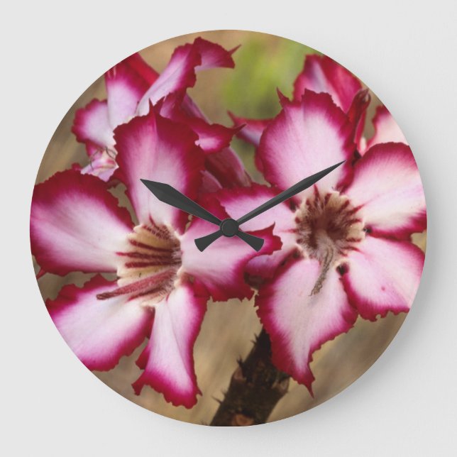 Impala Lily (Adenium Multiflorum), Krüger Große Wanduhr (Vorderseite)