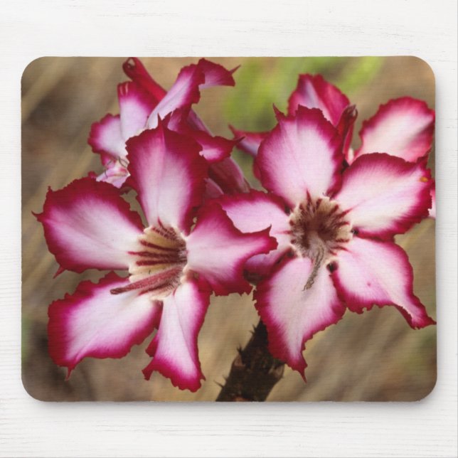 Impala Lily (Adenium Multiflorum), Krüger Mousepad (Vorne)