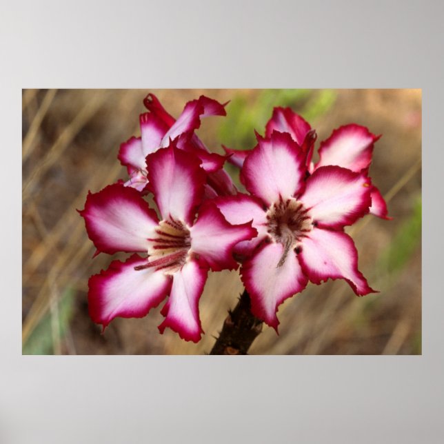 Impala Lily (Adenium Multiflorum), Krüger Poster (Vorne)