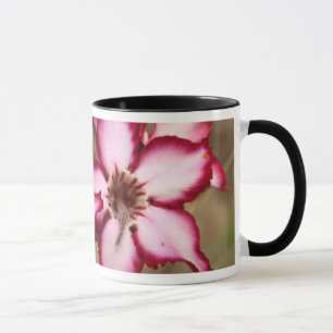 Impala Lily (Adenium Multiflorum), Krüger Tasse