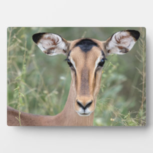 Impala Portrait Fotoplatte