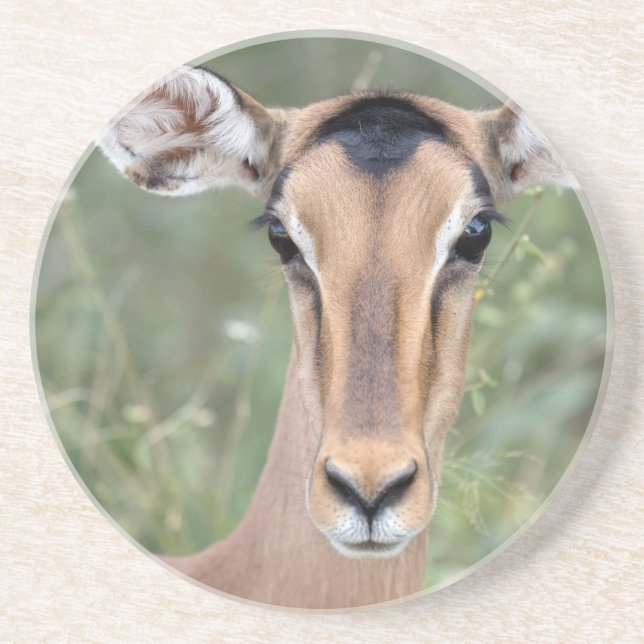 Impala Portrait Getränkeuntersetzer (Vorne)