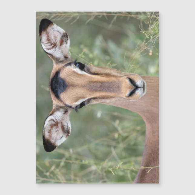 Impala Portrait Magnetkarte (Vorderseite)