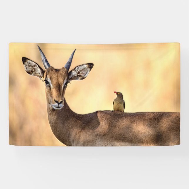 Impala und Oxpecker Bird in Afrika Banner (Horizontal)