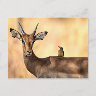 Impala und Oxpecker Bird in Afrika Postkarte