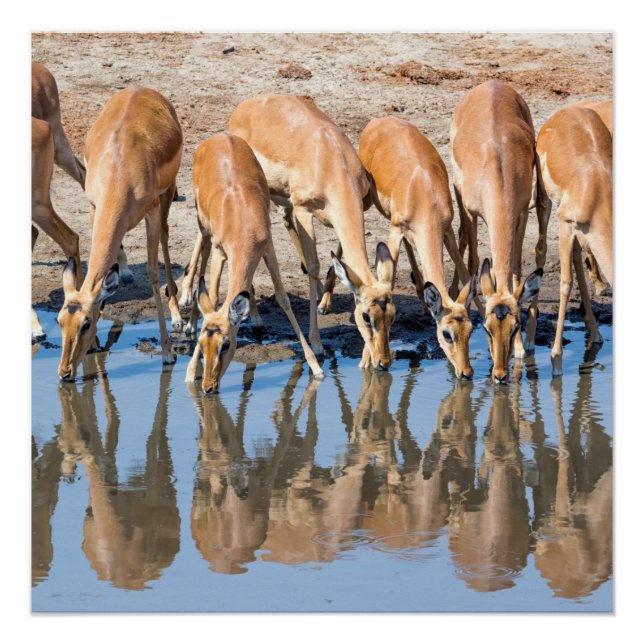 Impalas am Waterhole Poster (Vorderseite)