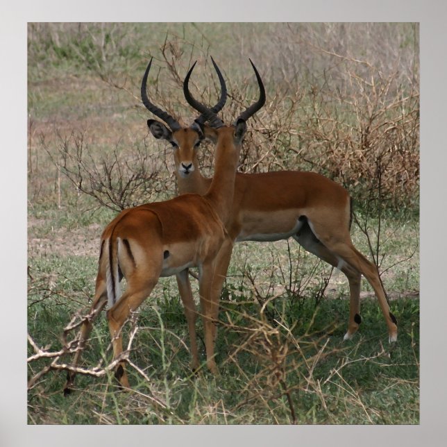 Impalas auf dem Serengeti - Drucken Poster (Vorne)