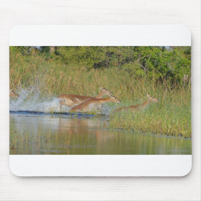 Impalas springen aus einem Teich, Botsuana, Afrika Mousepad (Vorne)