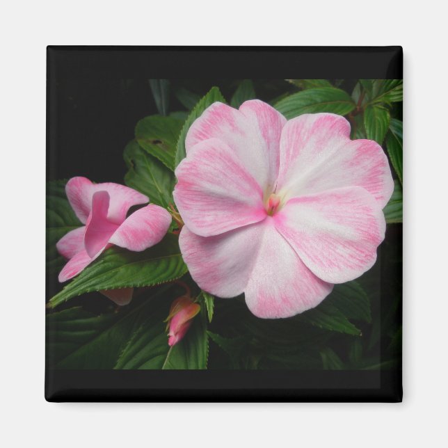 Impatiens Pink White Magnet (Vorne)