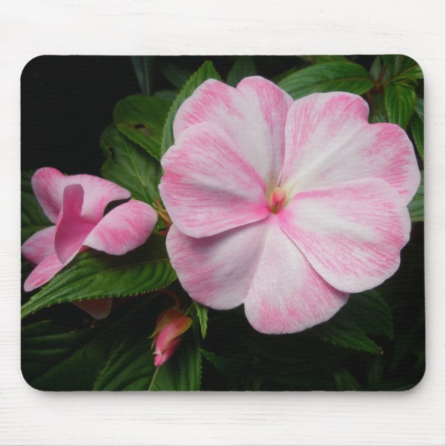 Impatiens Pink White Mousepad (Vorne)
