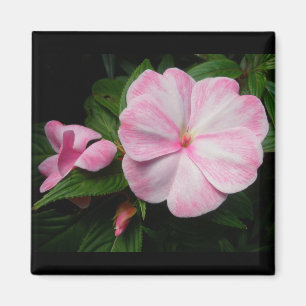 Impatiens rosa weißer Magnet