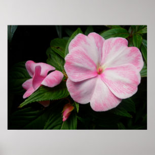 Impatienten Pink White Poster