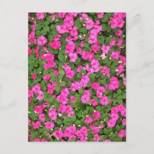 Impatienten Postkarte