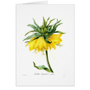 Imperiale de Fritillaire