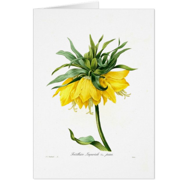 Imperiale de Fritillaire (Devant)