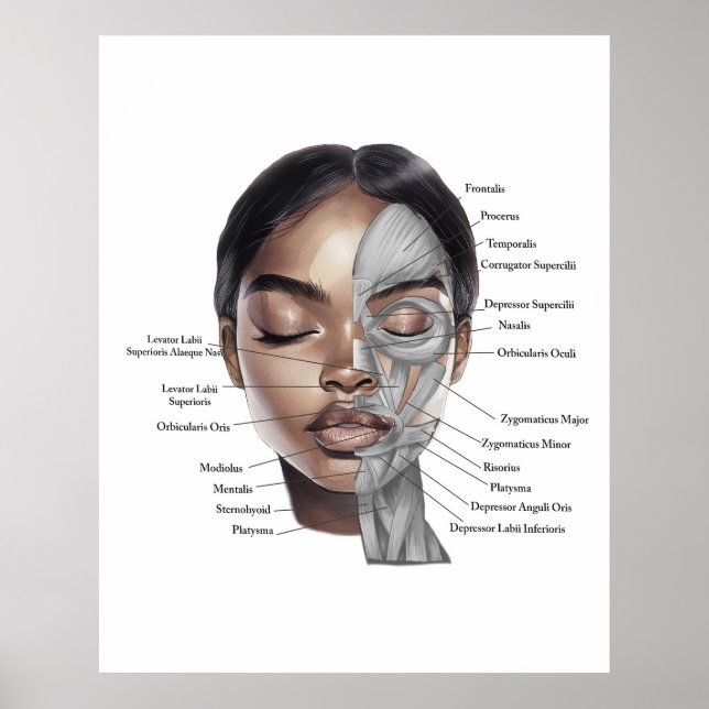 Impression 3 de visage d'anatomie (Devant)