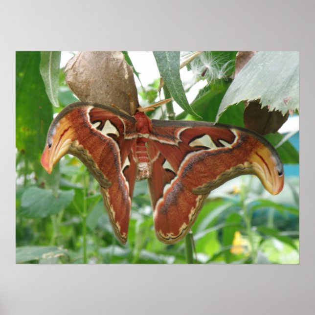 Impression Atlas Moth (Devant)