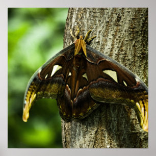 Impression Attacus Atlas