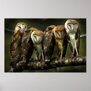 Impression Barn Owls