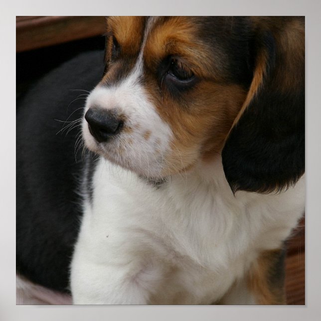 Impression beagle (Devant)