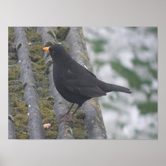 Impression Blackbird (Devant)