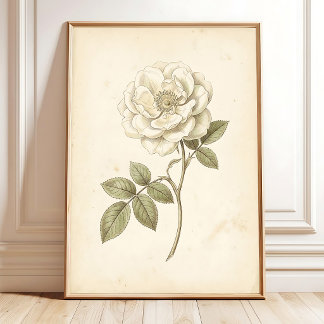 Impression botanique bohème Rose blanche vintage