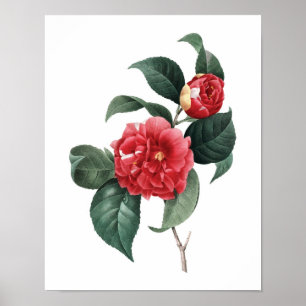 Impression botanique de CAMELIA original par Redou