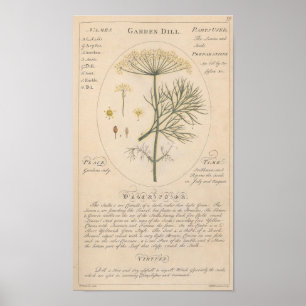 Impression botanique de Garden Dill