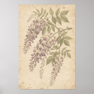 Impression botanique de glycine