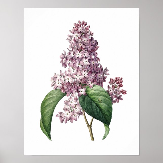 Impression botanique de LILAC original par Redoute (Devant)