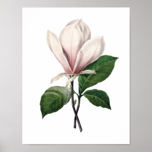 Impression botanique de PINK MAGNOLIA par Redoute