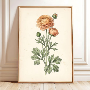 Impression botanique de Ranunculus Galerie Art Pri