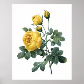 Impression botanique de YELLOW ROSE par Redoute